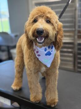 Bubbles -  Goldendoodle Dog for Adoption in Martinsville, Indiana - Bubbles | PetCurious