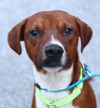 Eggies (AO37329) -  Terrier Dog for Adoption in Kansas City, Kansas - Eggies (AO37329) | PetCurious