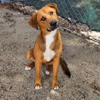 Millie -  Mixed Breed Dog for Adoption in Merritt Island, Florida - Millie | PetCurious
