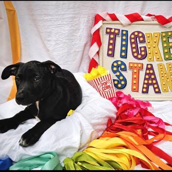 Ticket Stand -  Mixed Breed Dog for Adoption in Rockville, Maryland - Ticket Stand | PetCurious
