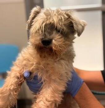 Schnauzer Dogs Available for Adoption in El Cajon, California - Grandpa Joe | PetCurious