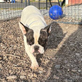 Brody *My Adoption is Pending!* -  French Bulldog Dog for Adoption in Wappingers Falls, New York - Brody *My Adoption Is Pending!* | PetCurious