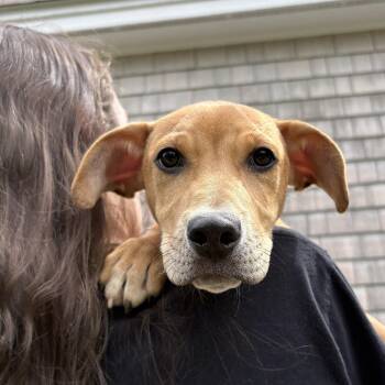 Mixed Breed Dogs Available for Adoption in New Boston, New Hampshire - Holly  | PetCurious