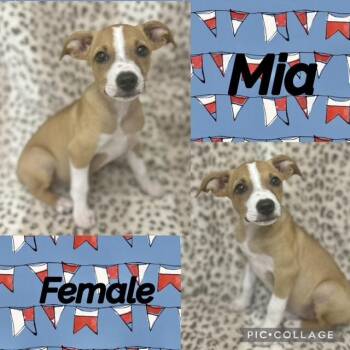 Mia -  Jack Russell Terrier Dog for Adoption in Manchester, Connecticut - Mia | PetCurious