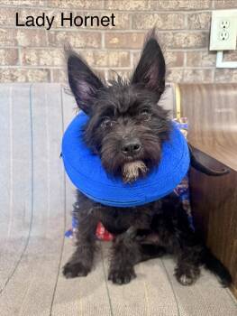 Lady Hornet -  Scottish Terrier and Mixed Breed Dog for Adoption in Broken Arrow, Oklahoma - Lady Hornet | PetCurious