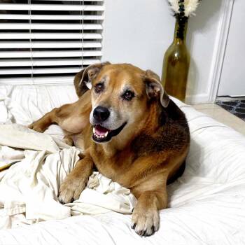 Rescue Rottweiler and Shepherd Dogs for Adoption in Austin, Texas - Twix JuM/AG | PetCurious