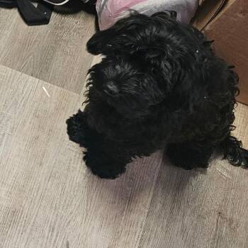Taggert -  Miniature Poodle Dog for Adoption in Mount Vernon, Arkansas - Taggert | PetCurious