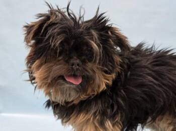 Yorkshire Terrier and Bichon Frise Dogs Available for Adoption - Blaze | PetCurious