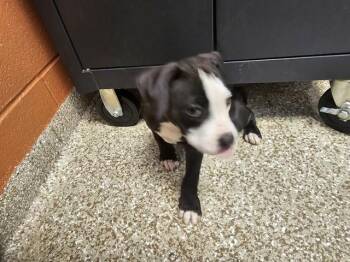 GINNY -  Pit Bull Terrier and Mixed Breed Dog for Adoption in Pueblo, Colorado - GINNY | PetCurious