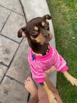 Trixie -  Terrier Dog for Adoption - Trixie | PetCurious