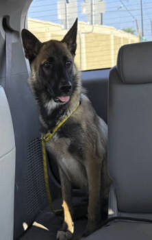 Rescue Belgian Shepherd Malinois Dogs for Adoption in Pflugerville, Texas - Campbell (cam) | PetCurious