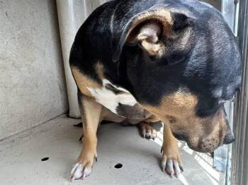 A477356 -  Pit Bull Terrier and Mixed Breed Dog for Adoption in Oklahoma City, Oklahoma - A477356 | PetCurious