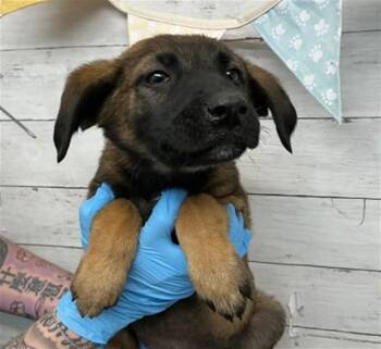 German Shepherd Dog Dogs Available for Adoption - POPPY | PetCurious