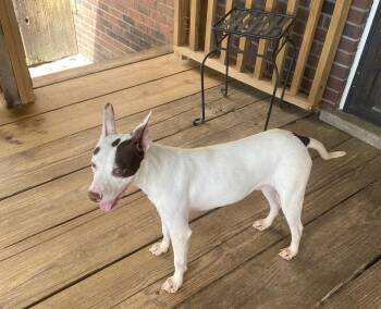 Bull Terrier Dogs Available for Adoption in Horn Lake, Mississippi - Radar | PetCurious