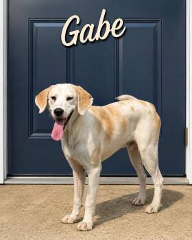 Gabe -  Labrador Retriever Dog for Adoption in Momence, Illinois - Gabe | PetCurious