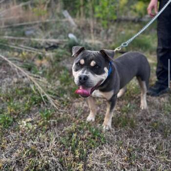 American Bully Dogs Available for Adoption in Martinsville, Virginia - Tank | PetCurious