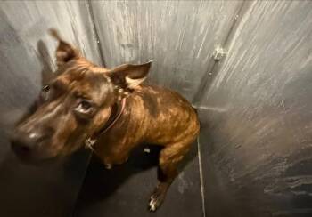 CHARLENE -  American Staffordshire Terrier Dog for Adoption in San Antonio, Texas - CHARLENE | PetCurious