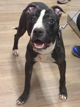 Chuno -  Mixed Breed Dog for Adoption in West Chester, Pennsylvania - Chuno | PetCurious