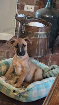 Battle -  Mixed Breed Dog for Adoption in Taycheedah, Wisconsin - Battle | PetCurious