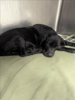 Labrador Retriever Dogs Available for Adoption - BOONE | PetCurious