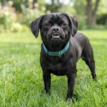 Johnny Cash -  Pug and Mixed Breed Dog for Adoption in Las Vegas, Nevada - Johnny Cash | PetCurious