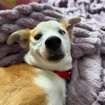Clio -  Mixed Breed Dog for Adoption in Chattanooga, Tennessee - Clio | PetCurious