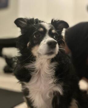 Rescue Australian Shepherd Dogs for Adoption in Owen Sound, Ontario - Mia | PetCurious