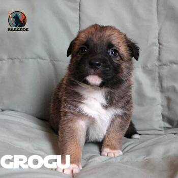 Mixed Breed Dogs Available for Adoption in Calgary, Alberta - Grogu | PetCurious