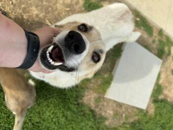 Heidi -  Great Pyrenees Dog for Adoption in Brazil, Indiana - Heidi | PetCurious