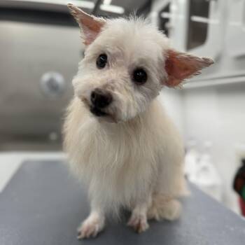 Bentley -  Maltese Dog for Adoption in Closter, New Jersey - Bentley | PetCurious