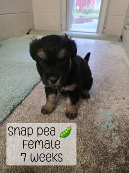 Snap Pea -  Mixed Breed Dog for Adoption in Holbrook, Arizona - Snap Pea | PetCurious