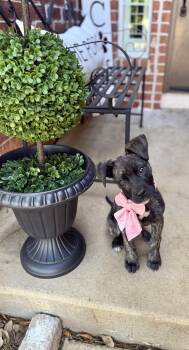 Shepherd Dogs Available for Adoption in San Antonio, Texas - Bridget  | PetCurious