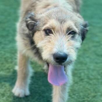 Glenoaks A2282624 -  Terrier and Shepherd Dog for Adoption in Los Angeles, California - Glenoaks A2282624 | PetCurious