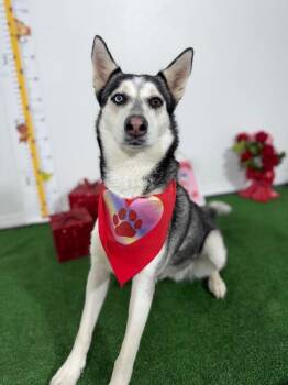 Sasha-One of our Amazing Rescue Dogs -  Husky and Mixed Breed Dog for Adoption in Carlsbad, California - Sasha-One Of Our Amazing Rescue Dogs | PetCurious