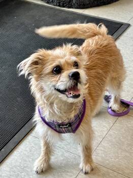 Cairn Terrier and Shih Tzu Dogs Available for Adoption in Stamford, Connecticut -  Bella  | PetCurious