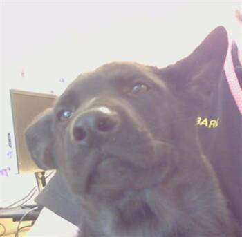 German Shepherd Dog Dogs Available for Adoption in Sacramento, California - BART | PetCurious