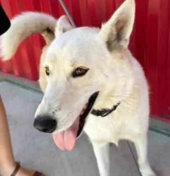 BLIPPI -  German Shepherd Dog and Siberian Husky Dog for Adoption in Tracy, California - BLIPPI | PetCurious
