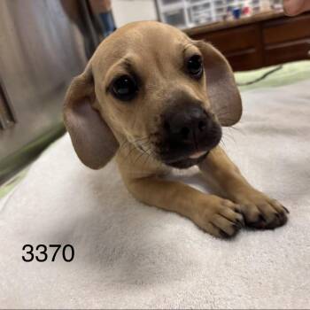 Dachshund and Pug Dogs Available for Adoption - Tony Kanal | PetCurious