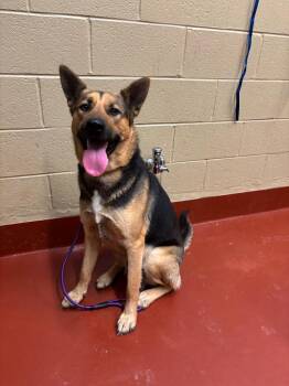 Shepherd Dogs Available for Adoption - Theo | PetCurious