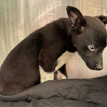 Eifel -  Mixed Breed Dog for Adoption in Valley, Alabama - Eifel | PetCurious