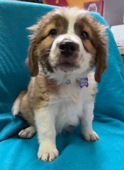 Dillinger -  Collie and Australian Shepherd Dog for Adoption in Hillside, Illinois - Dillinger | PetCurious