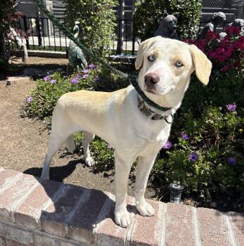 Beagle and Husky Dogs Available for Adoption in Lathrop, California - Lola | PetCurious