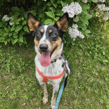 Callie -  Australian Cattle Dog Blue Heeler Dog for Adoption in South Hempstead, New York - Callie | PetCurious