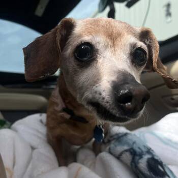 Chihuahua and Dachshund Dogs Available for Adoption - Sadie | PetCurious
