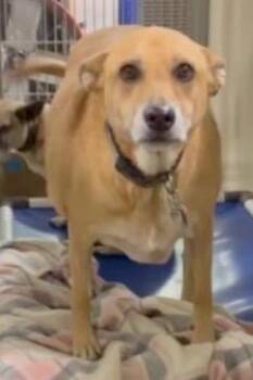 Sadie -  Carolina Dog Dog for Adoption in Creston, California - Sadie | PetCurious