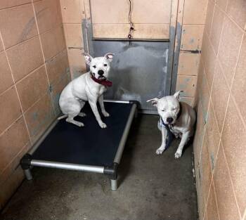 Drama -  Pit Bull Terrier Dog Available for Adoption in Gautier, Mississippi - Drama | PetCurious