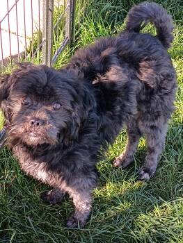 Chibs -  Mixed Breed Dog for Adoption in Olympia, Washington - Chibs | PetCurious