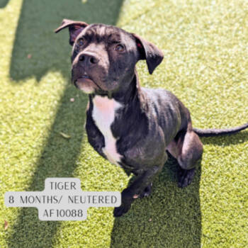 Rescue Pit Bull Terrier Dogs for Adoption - Tiger | PetCurious