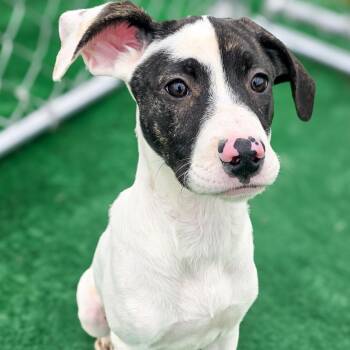 Great Dane and Rhodesian Ridgeback Dogs Available for Adoption in Gainesville, Texas - Willow | PetCurious