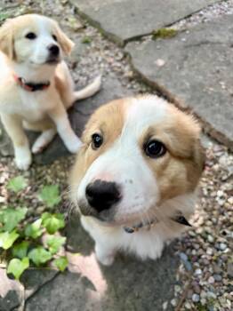Collie and Shepherd Dogs Available for Adoption in Los Gatos, California - Maple | PetCurious